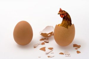 Which-came-first-the-chicken-or-the-egg-300x200.jpg