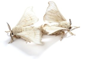 silkworm butterfly - serrapeptase