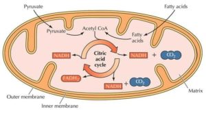 microcurrent - Citric Acid (Krebs) cycle