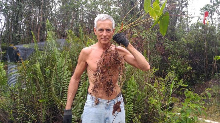 Vagus Nerve Stimulation for Dystonia Conditions, Inflammatory Diseases